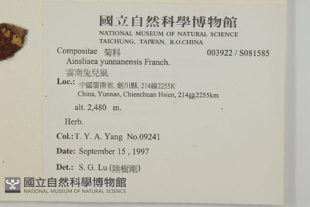 雲南兔兒風藏品圖，第2張