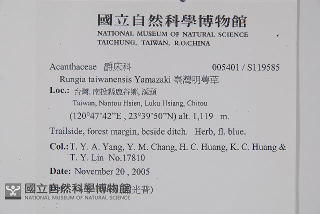 臺灣明萼草藏品圖，第2張