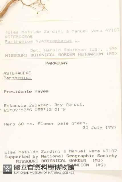 銀膠菊藏品圖，第2張