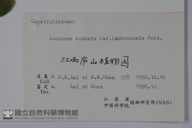 廬山忍冬藏品圖，第2張