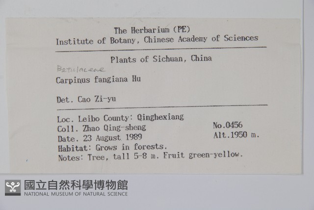 川黔千金榆藏品圖，第2張