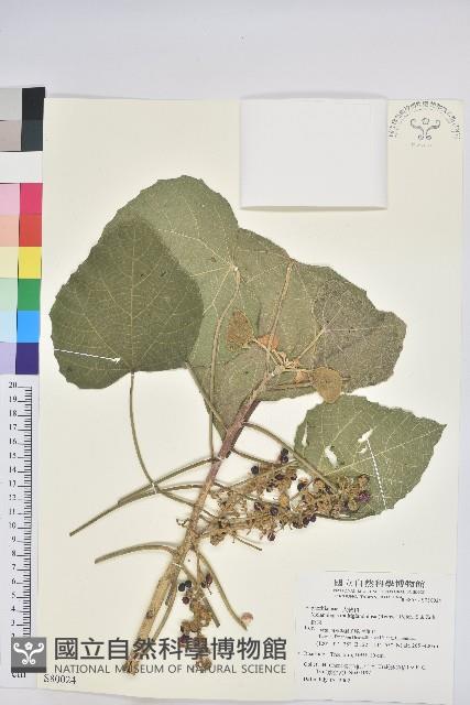 蟲屎藏品圖，第1張