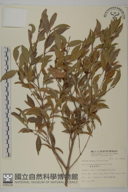 福建賽衛矛、福建假衛矛藏品圖，第1張