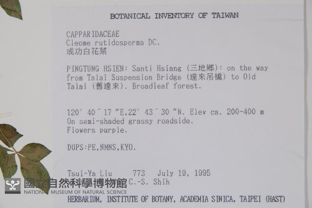 平伏莖白花菜、成功白花菜藏品圖，第2張