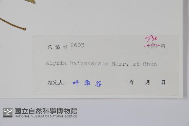 海南鏈珠藤藏品圖，第2張