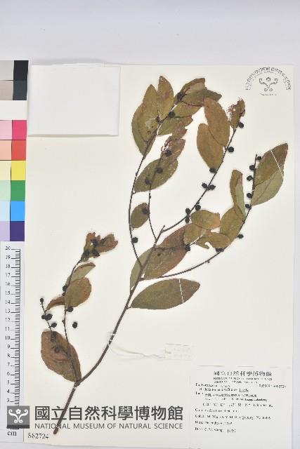 土密樹藏品圖，第1張