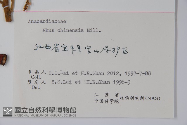 鹽膚木藏品圖，第2張