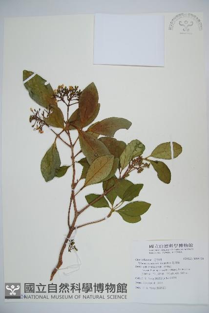 珊瑚樹藏品圖，第1張