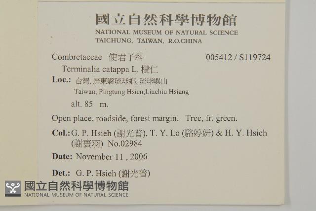 欖仁藏品圖，第2張