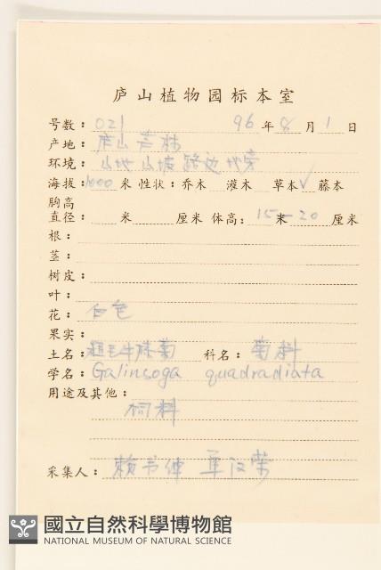 粗毛小米菊藏品圖，第2張