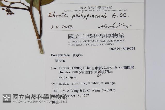 蘭嶼厚殼樹藏品圖，第2張