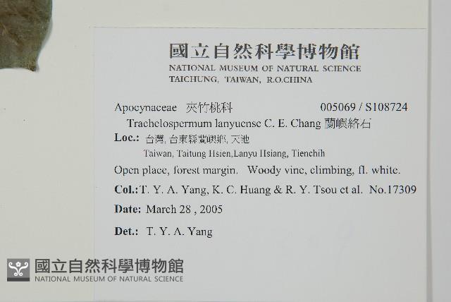 蘭嶼絡石藏品圖，第2張