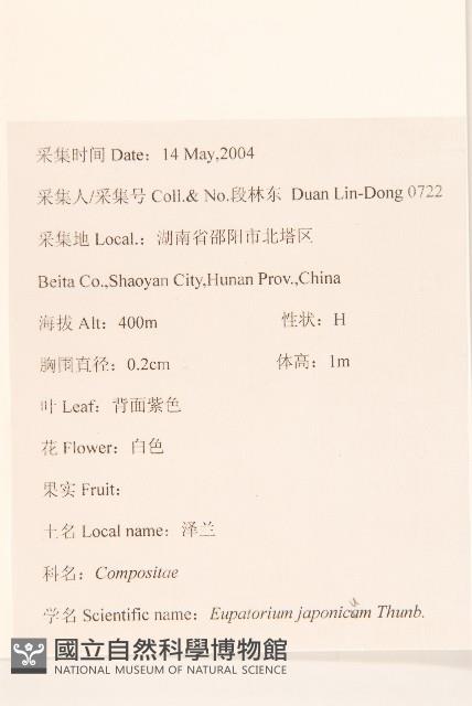 佩蘭、澤蘭藏品圖，第2張