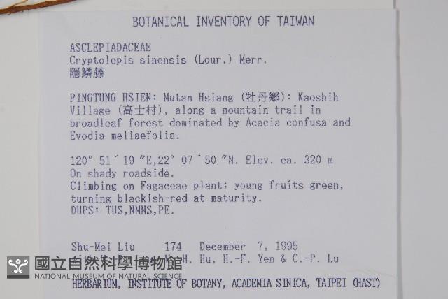 隱鱗藤藏品圖，第2張