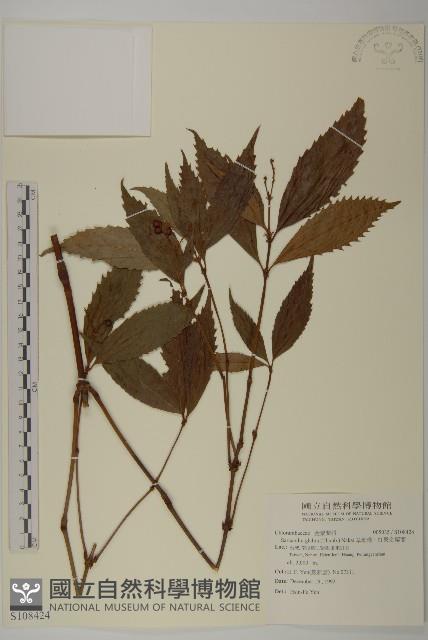 草珊瑚、紅果金粟蘭藏品圖，第1張