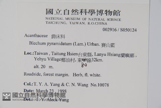 賽山藍藏品圖，第2張