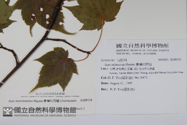 臺灣紅榨槭藏品圖，第2張