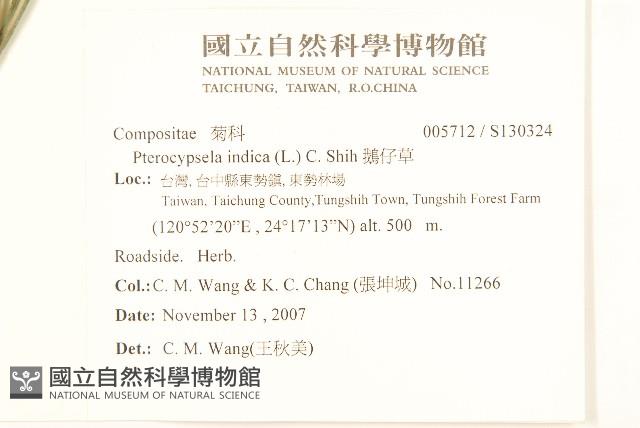 鵝仔草藏品圖，第2張