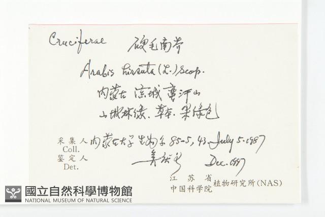 硬毛南芥藏品圖，第2張