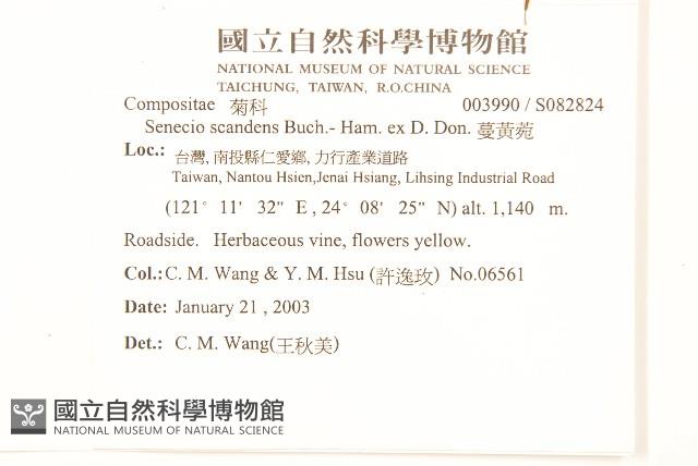 蔓黃菀藏品圖，第2張