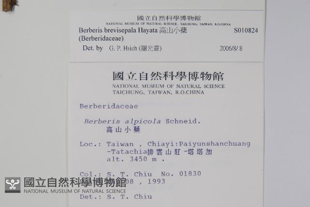 高山小蘗藏品圖，第2張