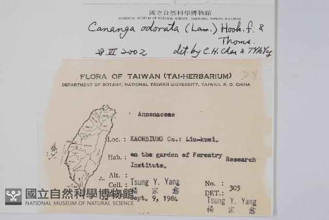 香水樹藏品圖，第2張