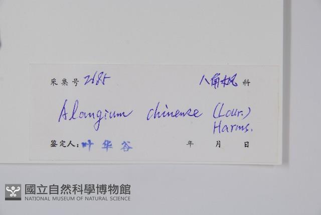 八角楓藏品圖，第2張