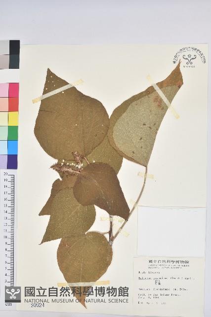 野桐藏品圖，第1張