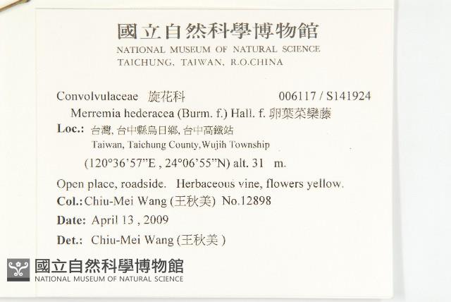 卵葉菜欒藤藏品圖，第2張