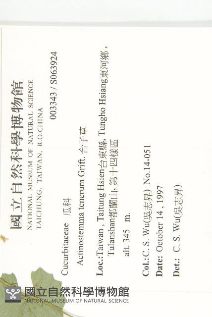 合子草藏品圖，第2張