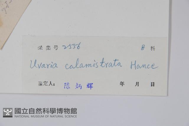 刺果紫玉盤藏品圖，第2張