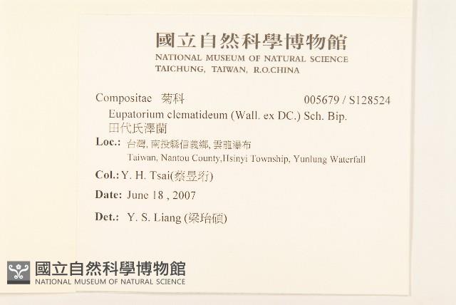 田代氏澤蘭藏品圖，第2張