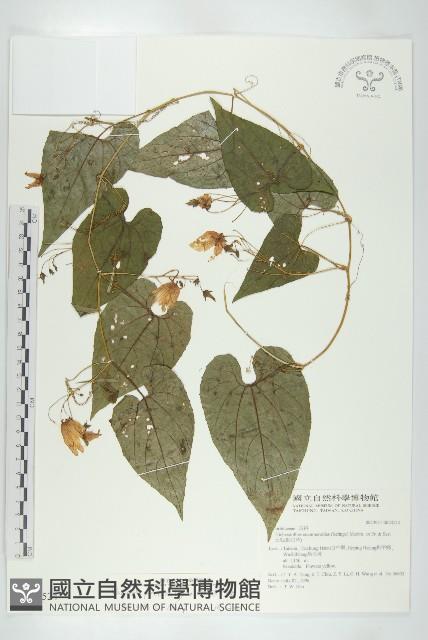 斑花青牛膽藏品圖，第1張