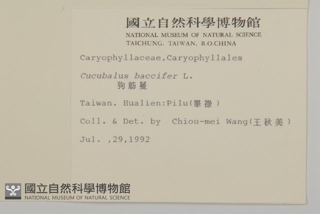 狗筋蔓藏品圖，第2張