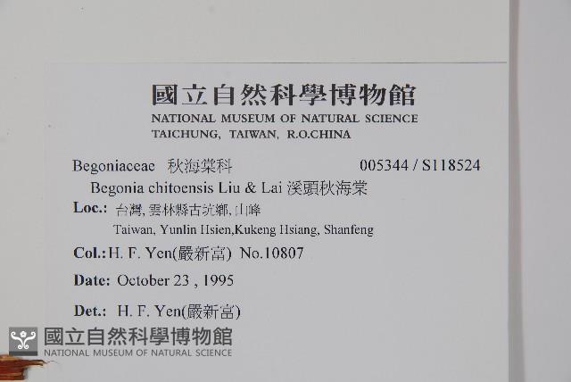 溪頭秋海棠藏品圖，第2張