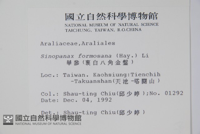 華參、裡白八角金盤藏品圖，第2張