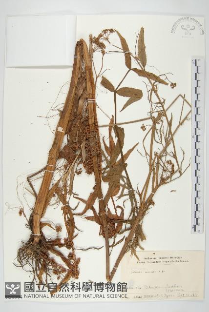 菟絲子藏品圖，第1張