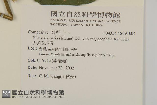 大頭艾納香藏品圖，第2張