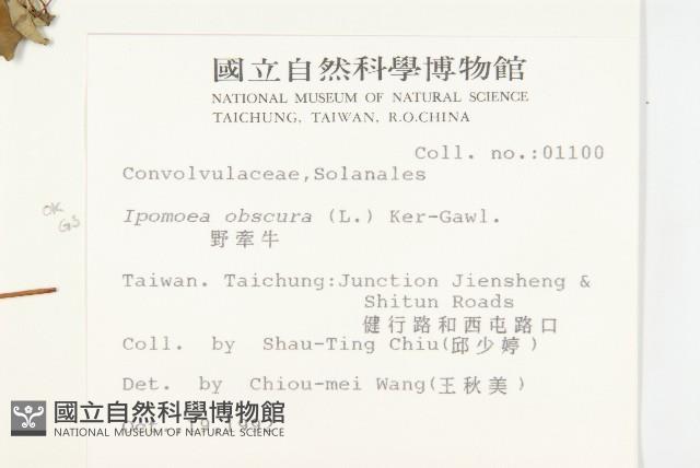 野牽牛藏品圖，第2張