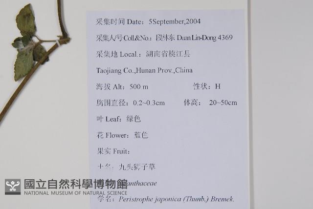 九頭獅子草藏品圖，第2張