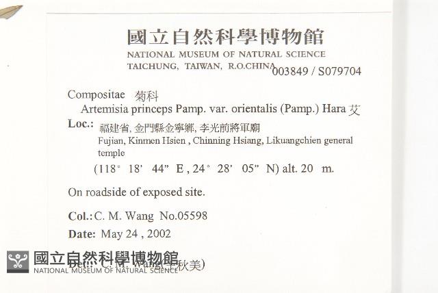 野艾蒿藏品圖，第2張