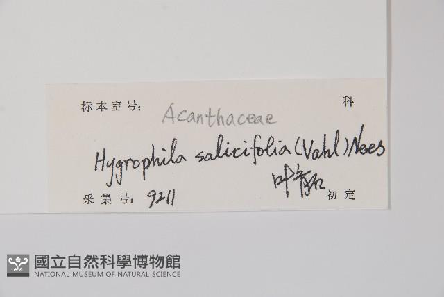 柳葉水蓑衣藏品圖，第2張