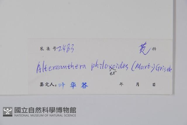 空心蓮子草藏品圖，第2張