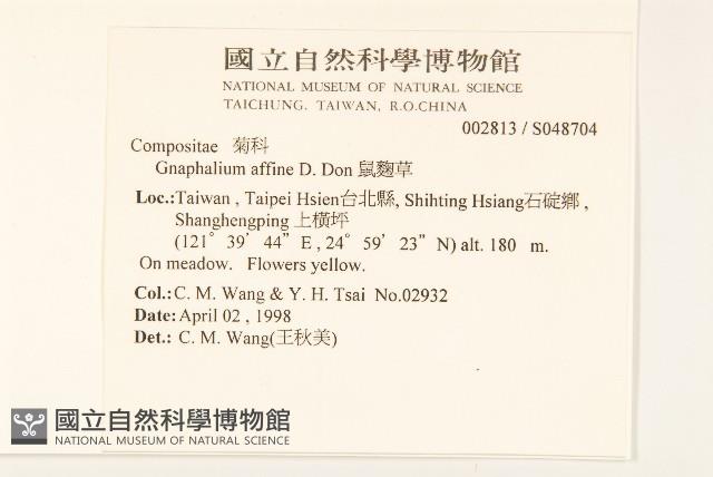 鼠麴草藏品圖，第2張