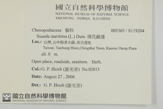 裸花鹼蓬藏品圖，第2張