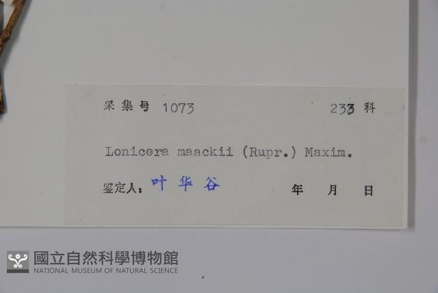 金銀忍冬藏品圖，第2張