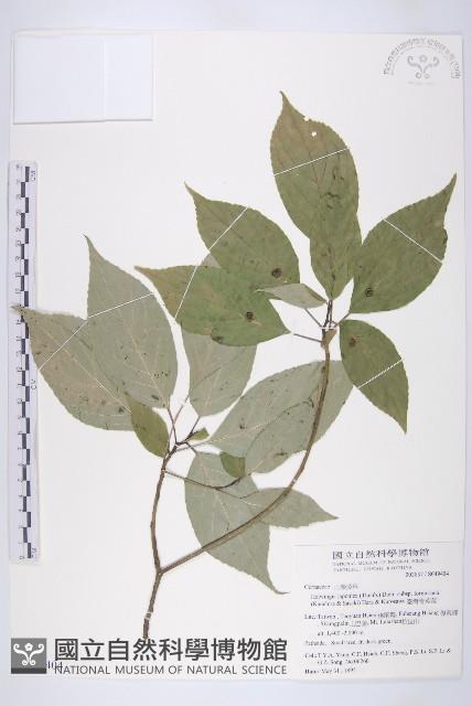 臺灣青莢葉藏品圖，第1張