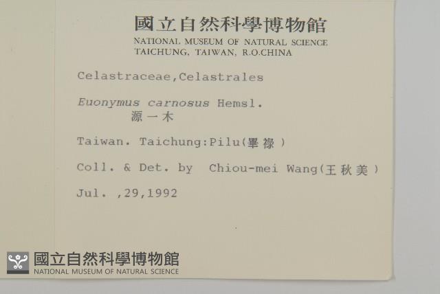 厚葉衛矛, 源一木藏品圖，第2張