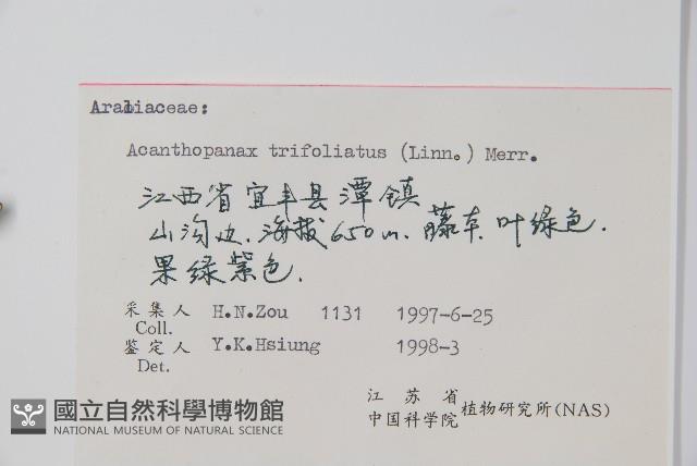 三葉五加、三加皮藏品圖，第2張