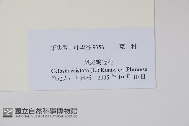 鳳尾雞冠花藏品圖，第2張